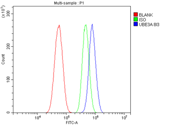 UBE3A Picoband® Mouse Monoclonal Antibody