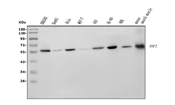 Anti-RBPJK/RBPJ Antibody (monoclonal, 6G4)