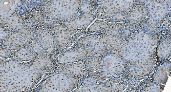Anti-CDC45L Antibody (monoclonal, 6H6)