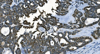 Anti-CDC45L Antibody (monoclonal, 6H6)