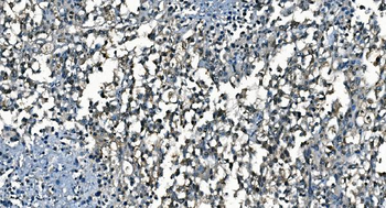 Anti-CDC45L Antibody (monoclonal, 6H6)