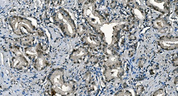Anti-CDC45L Antibody (monoclonal, 6H6)
