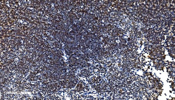Anti-CDC45L Antibody (monoclonal, 6H6)