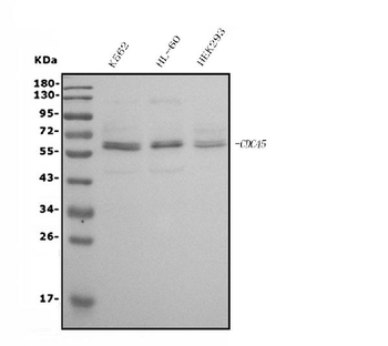 Anti-CDC45L Antibody (monoclonal, 6H6)