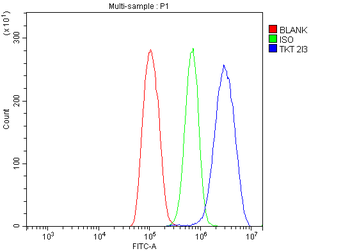 Anti-Transketolase/TKT Antibody (monoclonal, 2I3)