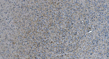 Anti-MAG Antibody (monoclonal, 2G11)