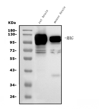 Anti-MAG Antibody (monoclonal, 2G11)