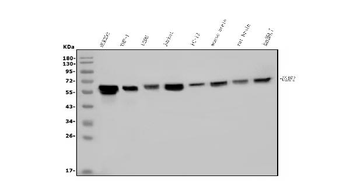 Anti-U2AF65/U2AF2 Antibody (monoclonal, 10F4)