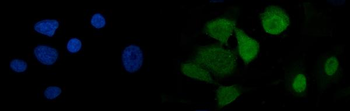Anti-U2AF65/U2AF2 Antibody (monoclonal, 10F4)