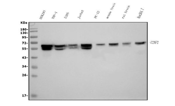Anti-U2AF65/U2AF2 Antibody (monoclonal, 3G9)