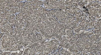 Anti-U2AF65/U2AF2 Antibody (monoclonal, 3G9)