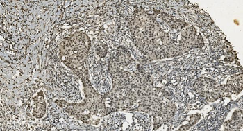 Anti-U2AF65/U2AF2 Antibody (monoclonal, 3G9)