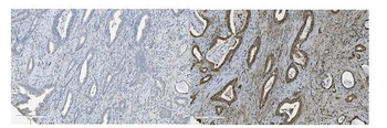 Anti-MCM5 Antibody (monoclonal, 4G10)