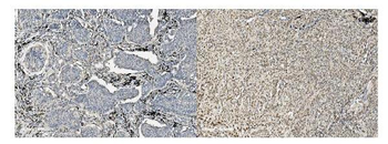 Anti-MCM5 Antibody (monoclonal, 4G10)