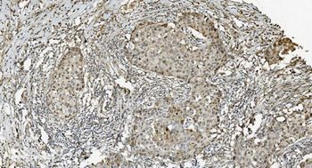 Anti-MCM5 Antibody (monoclonal, 4G10)