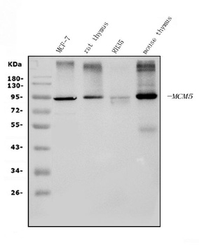 MCM5 Antibody (monoclonal, 4G10)