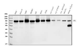 Anti-DDX1 Antibody (monoclonal, 3I10)