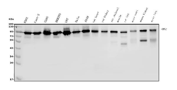Anti-DDX1 Antibody (monoclonal, 11E5)