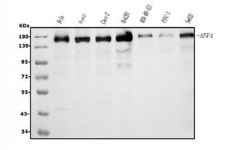Anti-AFF4 Antibody (monoclonal, 8G12)