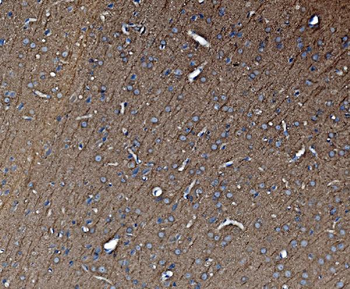 Anti-Tubulin alpha Antibody (monoclonal, 7B12)