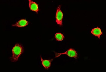 Tubulin alpha Antibody (monoclonal, 7B12)