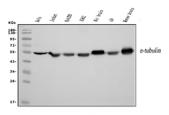 Anti-Tubulin alpha Antibody (monoclonal, 7B12)