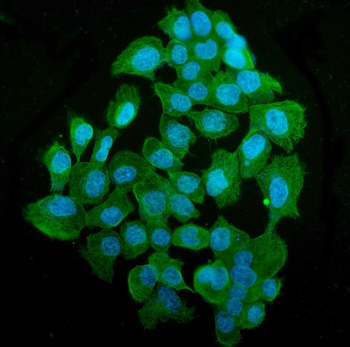 Anti-Tubulin alpha Antibody (monoclonal, 7B12)