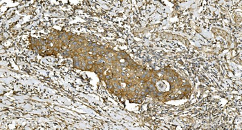 Anti-Tubulin alpha Antibody (monoclonal, 7B12)