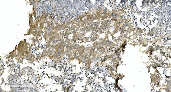 Anti-Tubulin alpha Antibody (monoclonal, 7B12)