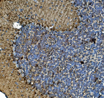 Anti-Tubulin alpha Antibody (monoclonal, 7B12)