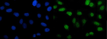 Anti-PTBP2 Antibody (monoclonal, 8F11)