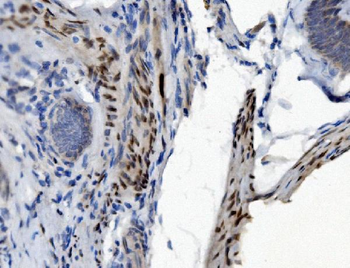 Anti-PTBP2 Antibody (monoclonal, 8F11)
