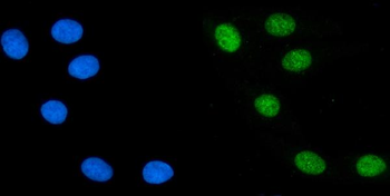 Anti-PTBP2 Antibody (monoclonal, 13D11)