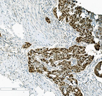 Anti-PTBP2 Antibody (monoclonal, 13D11)