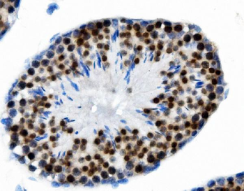 Anti-PTBP2 Antibody (monoclonal, 13D11)