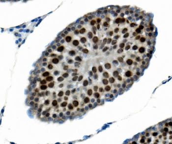 Anti-PTBP2 Antibody (monoclonal, 13D11)