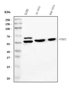 Anti-PTBP2 Antibody (monoclonal, 13D11)