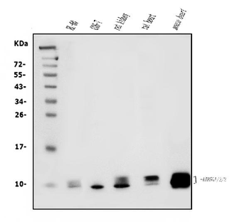 Anti-ATP5F1,2,3/ATP5MC1,2,3 Antibody (monoclonal, 12E9)