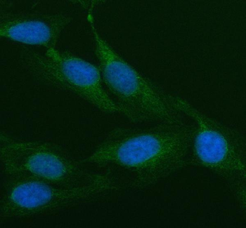 Anti-AGO3 Antibody