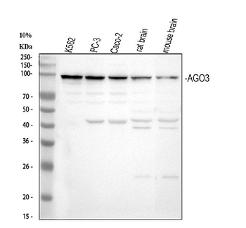 Anti-AGO3 Antibody