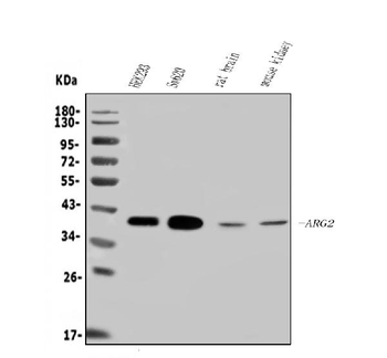Anti-ARG2 Antibody