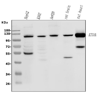 Anti-ATG9A Antibody