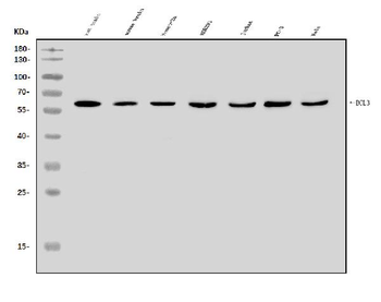 Anti-BCL3 Antibody