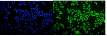 Anti-TORC1/CRTC1 Antibody