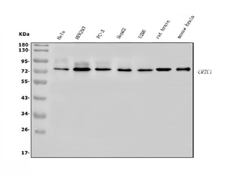 Anti-TORC1/CRTC1 Antibody