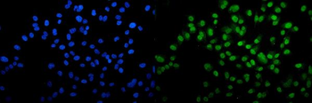 Anti-VPRBP/DCAF1 Antibody