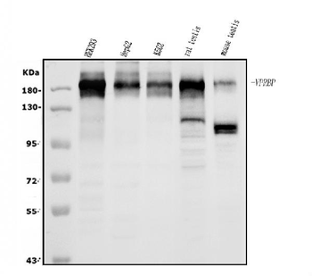 Anti-VPRBP/DCAF1 Antibody