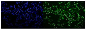 Anti-HNRNPH3 Antibody