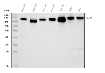 Icam1 Antibody