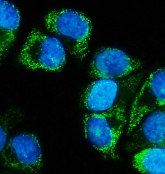 Anti-MEK5/MAP2K5 Antibody